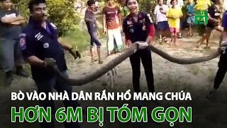 Bò vào nhà dân rắn hổ mang chúa hơn 6m bị tóm gọn  VTC14 [upl. by Sucramd]