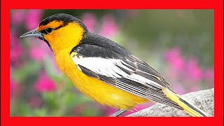 Bullocks Oriole Song Bullocks Oriole Call Bullocks Oriole Sound Bullocks Oriole Singing [upl. by Heinrike]