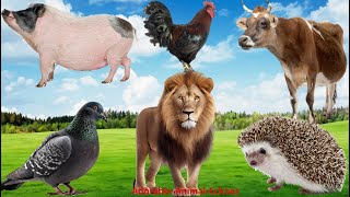 Animal Farm Sounds Pigeon Pig Porcupine Cow Chicken Lion  Soothing Music in Nature [upl. by Aznerol245]