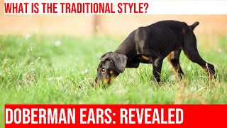 Doberman Ear Cropping Styles amp Effects Explained [upl. by Orme923]