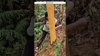 Tree bark trade is an undiscovered market shortsvideo [upl. by Kathye417]