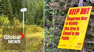 Bear attack near AlbertaBC border leaves hiker with quotextensive injuriesquot [upl. by Nancee]