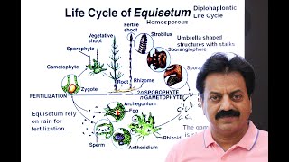 First Year  Chapter 9  Kingdom Plantae  Part 12  Class Sphenopsida  Life Cycle of Equisetum [upl. by Beitnes21]