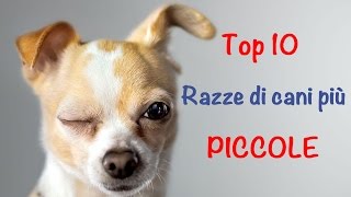 Top 10 delle razze di cani più piccole [upl. by Balliett]