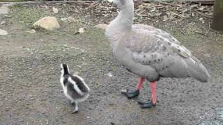 Gosling  Cape Barren Geese baby [upl. by Enimajneb]