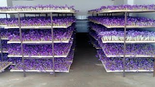 How to Farming Saffron Saffron agriculture processVertical Saffron production [upl. by Gunnar]