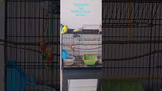 Playing and Chirping Budgies [upl. by Ydeh]