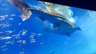 HDTime to feed the whale shark Churaumi Aquarium Kuroshio Sea 黒潮の海 餌やりタイム＠美ら海水族館 [upl. by Terza]