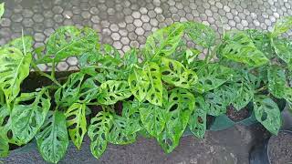 Transplanting Monstera Adansonii from Pots to Grow Bags [upl. by Evans]