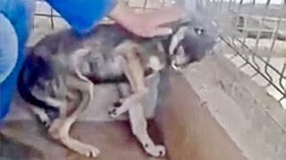 Abused Dog Feels Petting amp Love for the First Time and Freaks Out [upl. by Chinua]