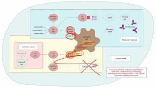 Vaccinations for the USMLE Step 1 [upl. by Hort949]