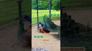 मोरनी प्रेगनेंट कैसे होती है🦚🦚peacock amazingfactsbirds interestingfactsreality ytshortsvideo [upl. by Godewyn864]