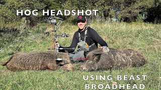 HOG HEADSHOT USING BEAST BROADHEAD WATCH TILL THE END [upl. by Kenney452]