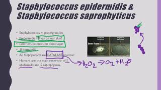 S epidermidis and saprophyticus [upl. by Eibreh]