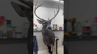 Pam was a taxidermist 💯 deer deerhunting taxidermy short shorts shortvideo [upl. by Yenetruoc]