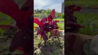 Harvesting vegetables  red amaranth [upl. by Santiago423]