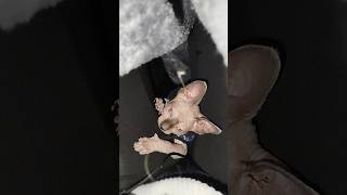 Josefa se entretiene hasta con un pelo😹 sphynx cat gato asmr asmrpets kitten pets animals [upl. by Wailoo]