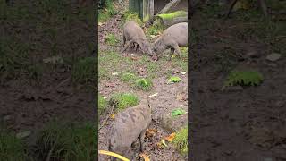 Northern babirusa chesterzoo [upl. by Acinimod]