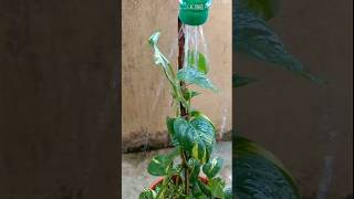 DIY Plastic Watering Can Water Sprayermoneyplantdiy craft shortvideo [upl. by Incrocci4]