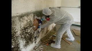 How to get rid of moldBlack mold removalMold remediationmold in house [upl. by Padriac]