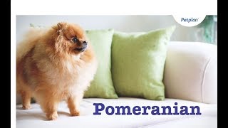 Pomeranian Puppies amp Dogs  Breed Facts amp Information  Petplan [upl. by Hilliary300]