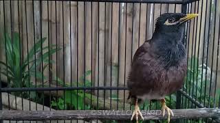 1 Hours Common myna bird song Indian maina sound mynah singing SwallowBird [upl. by Dwain250]