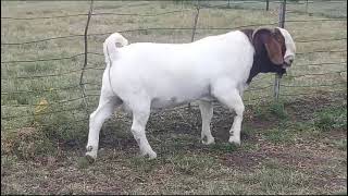 DOORNPOORT GENETICS AUCTION SATURDAY 2 MARCH 2024 11H00 WARMBAD VEEMARK BELABELA [upl. by Refinej]