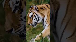 The beauty of tigers Wildlife Majestic nature short tiger animals [upl. by Temp]