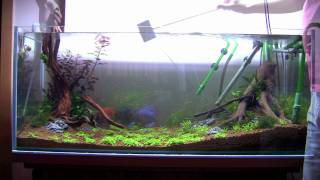 Throught the Distance  Day 8  Maintenance  Planted Aquarium HD available [upl. by Katsuyama836]