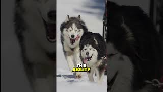 From Sled Dogs to Family Pets Alaskan Malamute History [upl. by Caddric]