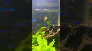 Udang Makan Lumut‼️aquarius aquascape anakanak udanghias shortsviral relaxing animals [upl. by Hulbard]