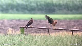 Steppekiekendief  Pallid Harrier  Circus macrourus  first breeding pair in NL [upl. by Htehpaj]