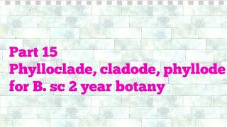 Part 15 Phylloclade cladode phyllode B sc 2 year botany [upl. by Pearse563]