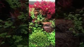 Maintaining Beautiful Aquarium  Aquarium Plants [upl. by Anatlus]