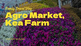 Agro Market Cameron Highland [upl. by Tebor350]