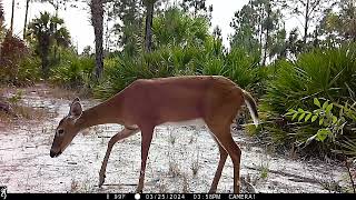 Wildlife compilation from Collier County FL [upl. by Bang]