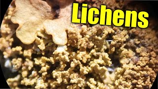 Lichens amp Ecological Succession [upl. by Sibelle]