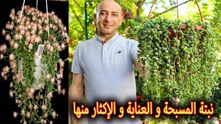 نبات المسبحة و زراعتها و رعايتها و طرق الإكثار منها String of Pearls [upl. by Eevets]