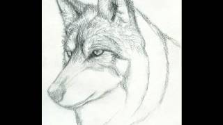 How to draw a Realistic Wolf Step by Step [upl. by Eimmelc30]