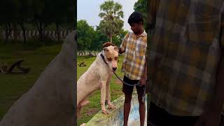 Bully Kutta Chennai bullykutta doglover rottweilerlove pets Tamilnadu youtubeshort viralvideo [upl. by Cynde]