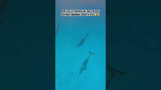 I had a footage swimming next to dolphins but my GoPro died  dolphins snorkeling [upl. by Sianna]