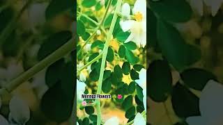 Moringa Flowers 🌸☘️ music shortfeed naturegreennature farming greenfarming agriculture [upl. by Aihsenek]