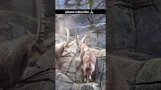 alpine ibex goat । Beautiful nature wildlife photography goat alpine shorts viralshorts part 3 [upl. by Arakal]