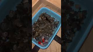 Goldfish breed  oranda  breeding setup for goldfish shorts goldfishbreeding [upl. by Otrevire987]