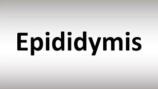 How to Pronounce Epididymis [upl. by Shirl]