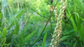 Minutina Plantago Coronopus  Bucks Horn Plantain  20120702 [upl. by Mossberg176]