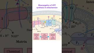 ATP SYNTHESIS IN MITOCHONDRION shorts trending biochemistry [upl. by Allain203]