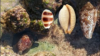 Searching for seashells in the intertidal zone [upl. by Ynetsed558]