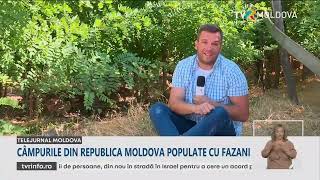 35 de mii de fazani urmează să ajungă până la finele lunii iulie în toate zonele Republicii Moldova [upl. by Teirtza549]