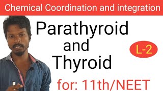 Thyroid and Parathyroid Gland I NEET BIOLOGY I Chemical Coordination and integration I class 11th [upl. by Mada]